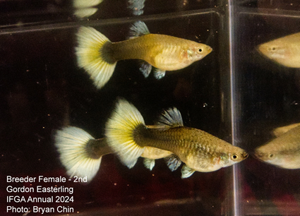 guppy female hb pastel